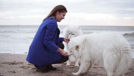 toma en cámara lenta de una joven atractiva que juega con dos perros de raza samoyedo junto al mar. mascotas blancas y esponjosas en la playa