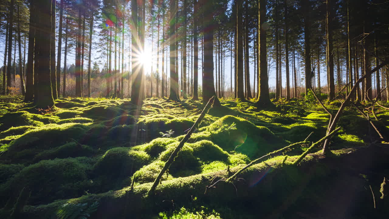 panorama motion timelapse de horizonte bajo sol brillando a través de los árboles y la luz entrando en el bosque de coníferas y proyectando sombras en un día soleado en irlanda
