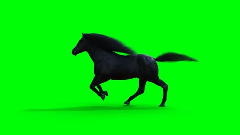 el caballo negro corriendo. la animación realista de la pantalla verde.