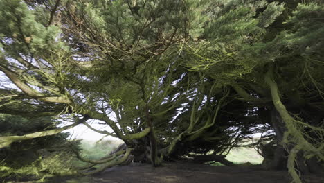 Magical wind shaped Macrocarpa trees in southland New Zealand, forest