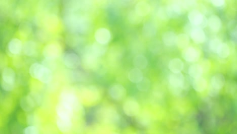hermoso jardín natural verde fondo borroso, borroso verde bokeh luz jardín natural al aire libre,