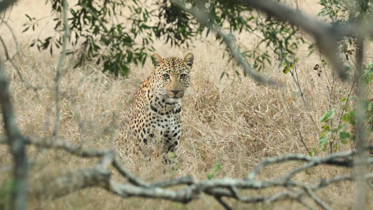 Wide shot of a leopard sitting in the dry grass scratching itself, Greater Kruger.