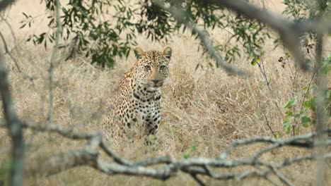 wide shot of a leopard sitting in the dry grass scratching itself, greater kruger.