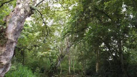 Shot-while-walking-through-a-cloud-forest-surrounded-by-dense-vegetation-in-Trianon-Ranch,-Coatepec,-Veracruz,-Mexico-on-a-cloudy-day