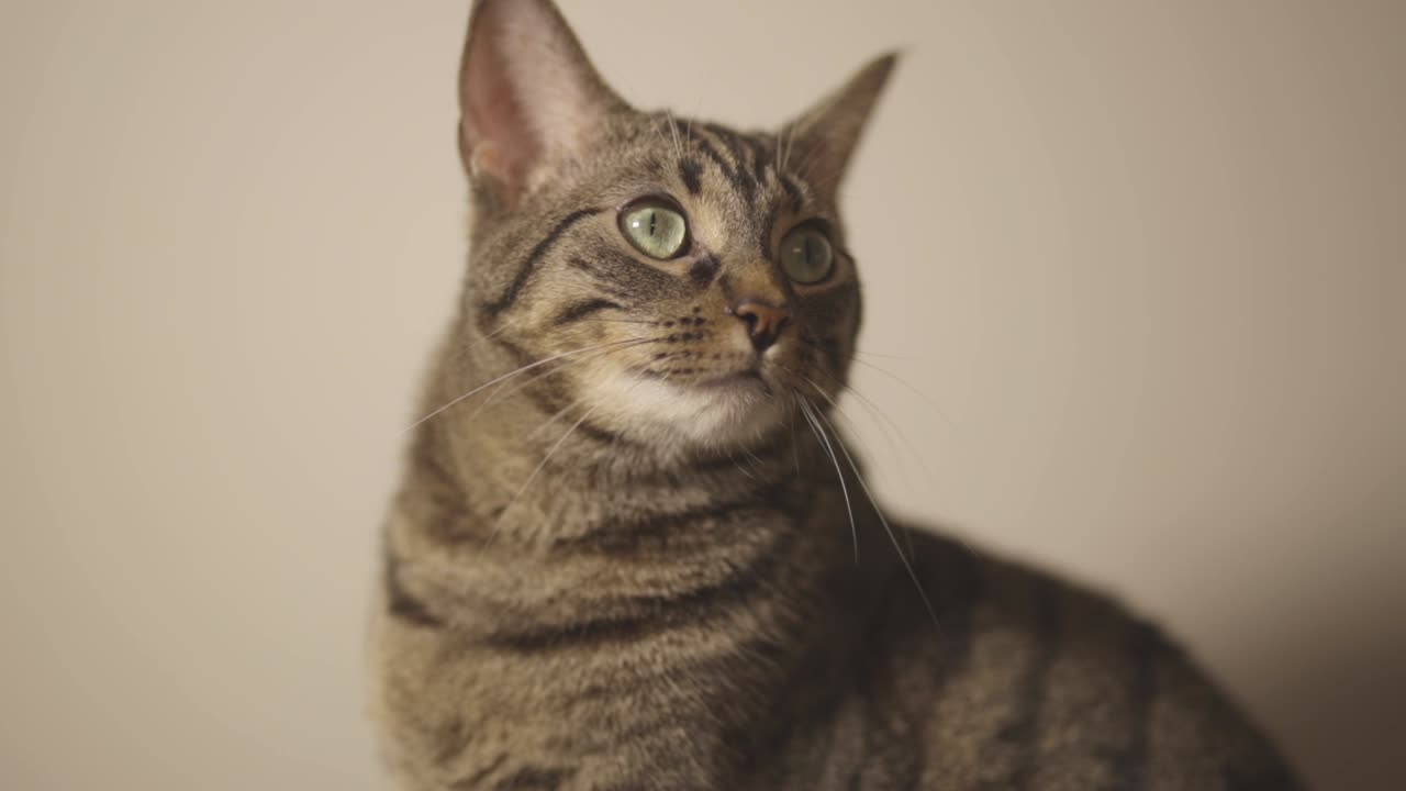 A Cute Cat Looking Up And Staring At Something. -close up shot