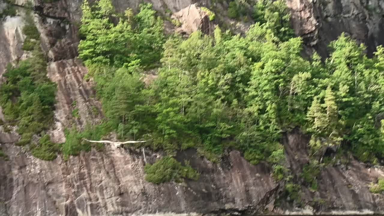 White-tailed eagle dives toward Norwegian lake to catch fish, misses, and flies off past forested cliffs