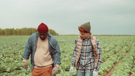 agricultores multiétnicos masculinos y femeninos caminando en el campo de repollo y hablando