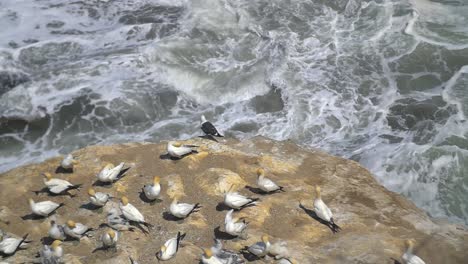 pájaros alcatraces en roca