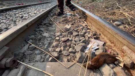 dead rat on rail line track, man passing by the rat