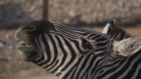 close up of a zebra calling