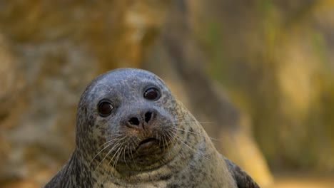 isolated close-up portrait shot of a cute harbour seal looking into the camera