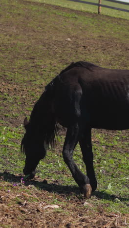 black stallion with shiny fur seeks juicy grass on paddock field slow motion. young thoroughbred horse grazes on hilly pasture with wooden barrier