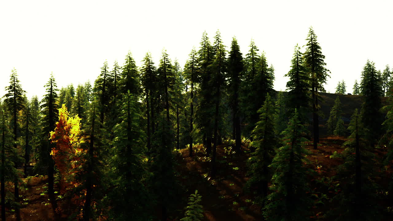 키가 큰 소나무 가 있는 아름다운 숲