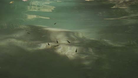 small fish in the natural small  pool. 4k