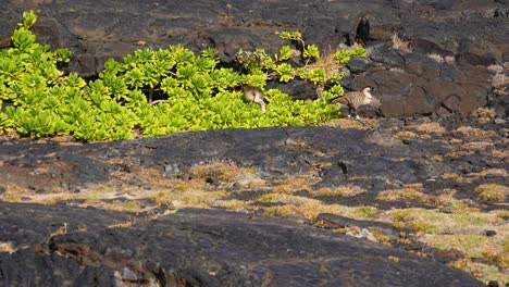 Ne-Ne-Gänse,-Die-Sich-Vor-Dem-Wind-Zwischen-Den-Spalten-Der-Lavaströme-Unter-Den-Felsen-Und-Der-Vegetation-Schützen