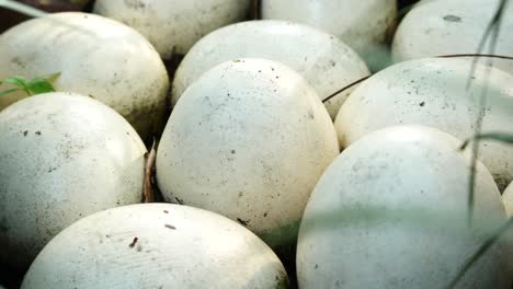 Ostrich-egg-on-green-grass-top-view