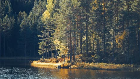 A-small-island-covered-in-tall-pine-trees-and-withered-grass-surrounded-by-a-lake