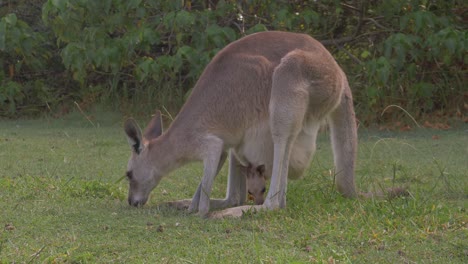 mother and joey red kangaroo eating grass on grassy park at daytime - marsupial animal in australia