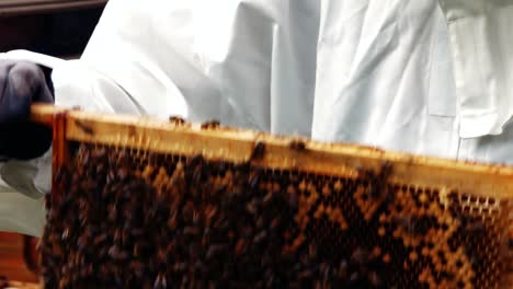 beekeeper holding and examining beehive