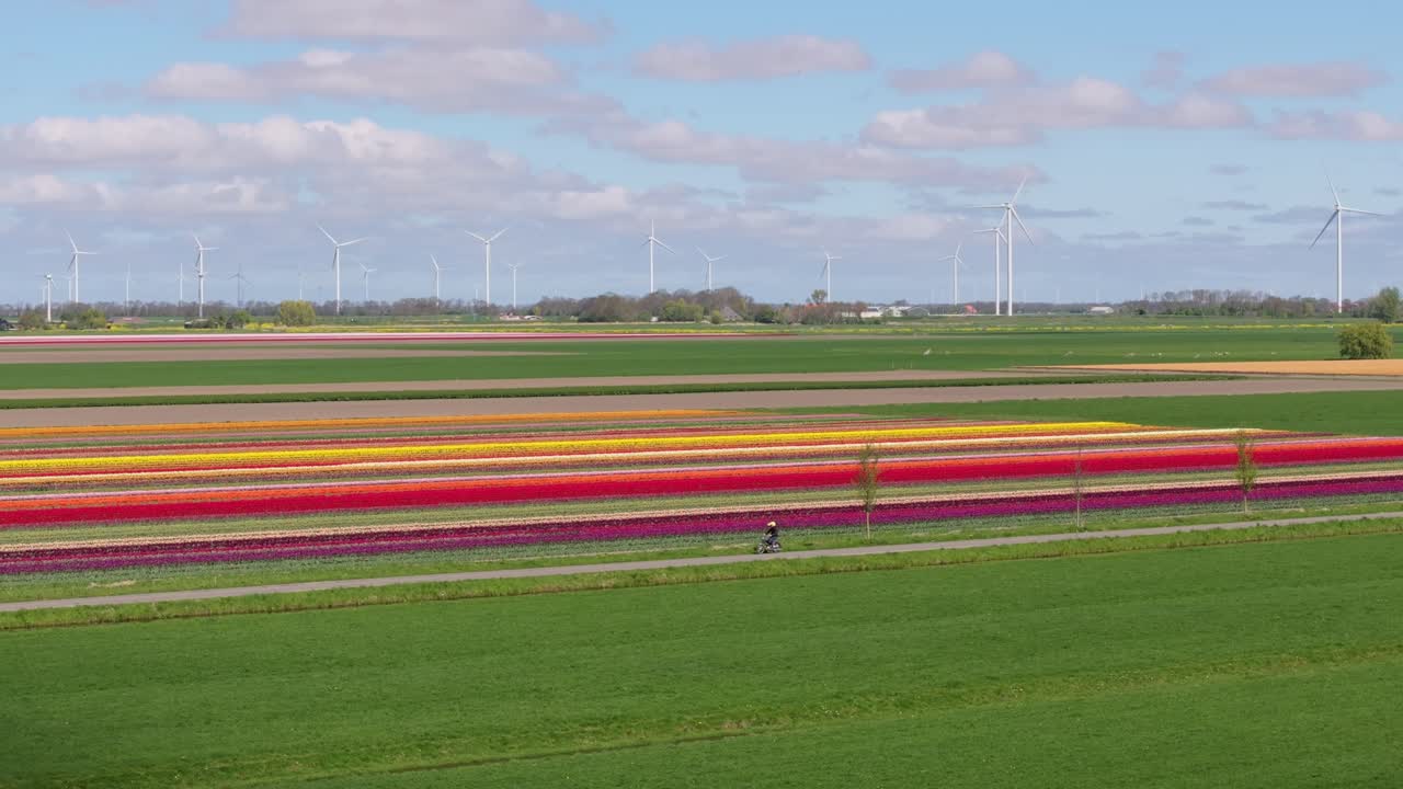 Vista aerea di file colorate di tulipani con una motocicletta su una strada di campagna, Olanda