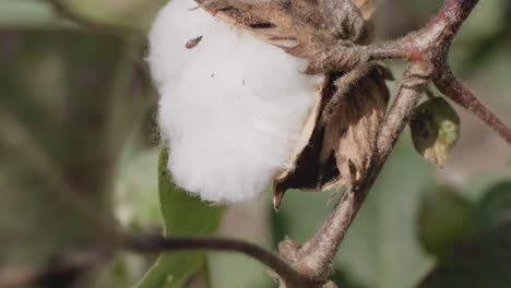 A-handheld-close-up-profile-shot-of-a-fully-bloomed-cotton-bud-of-a-cotton-plant-swaying-in-summer-breeze-on-a-sunny-day