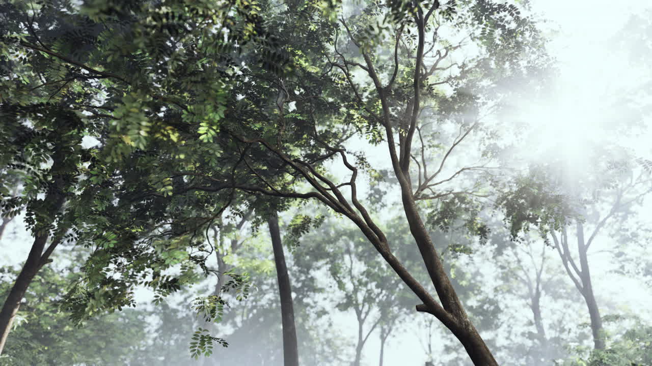 숲 속 의 안개 를 가로질러 빛나는 빛