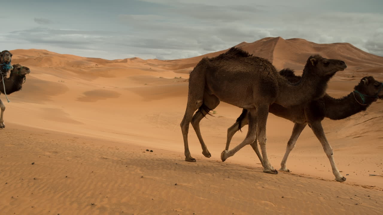 camello merzouga 01