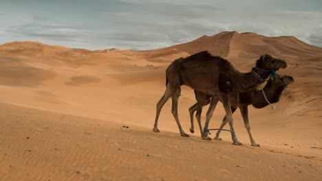 merzouga camel 01