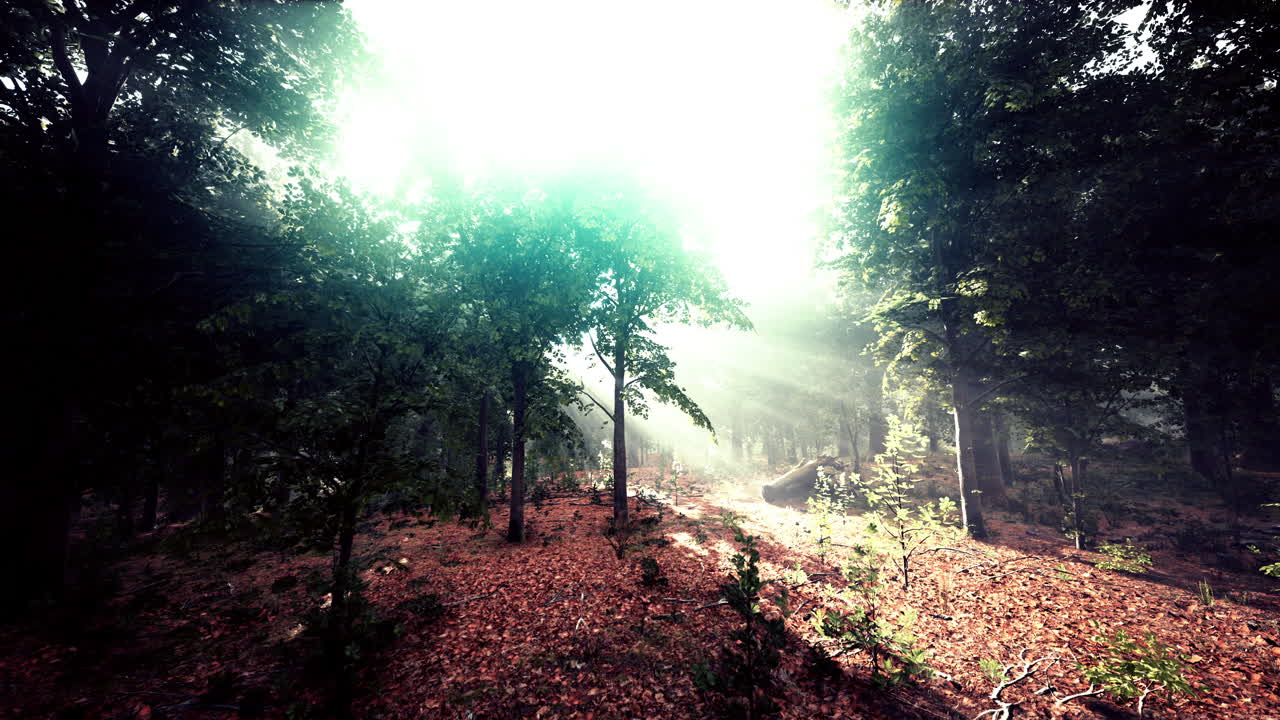 숲 속의 여름 안개