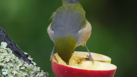 Tauhou-O-Silvereye-Alimentándose-De-Una-Manzana-En-Un-Jardín-En-Nueva-Zelanda-Primer-Plano