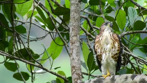 a-crested-goshawk-chick-with-white-feathers-that-are-starting-to-turn-brown-is-perched-on-a-branch