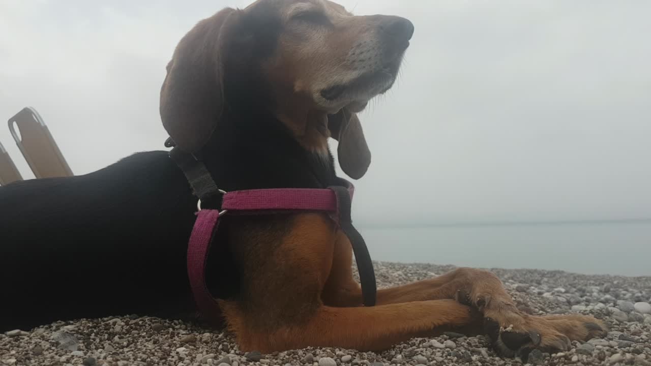 해변에 앉아있는 재미있는 개가 편안한 방식으로 포즈를 취하고 있습니다.