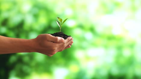 Close Up Of Black Dirt Mud With A Tree Sprout In Farmer'S Hands In The Forest