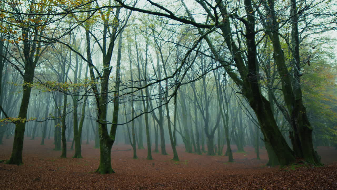 Mountains in Autumn with Fog Making Everything Enigmatic
