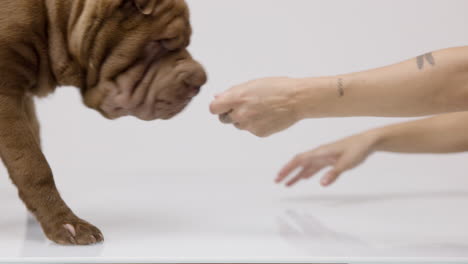 shar pei dog puppy lying down against white background