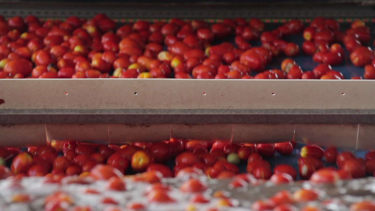 토마토 생산 라인: 공장에서 가공된 토마토, 미국