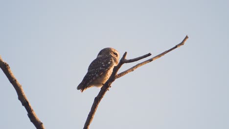 a-Closeup-portrait-of-a-Spotted-Owl-on-a-tree-branch-in-morning-light-at-country-side-of-Madhya-Pradesh-,-India