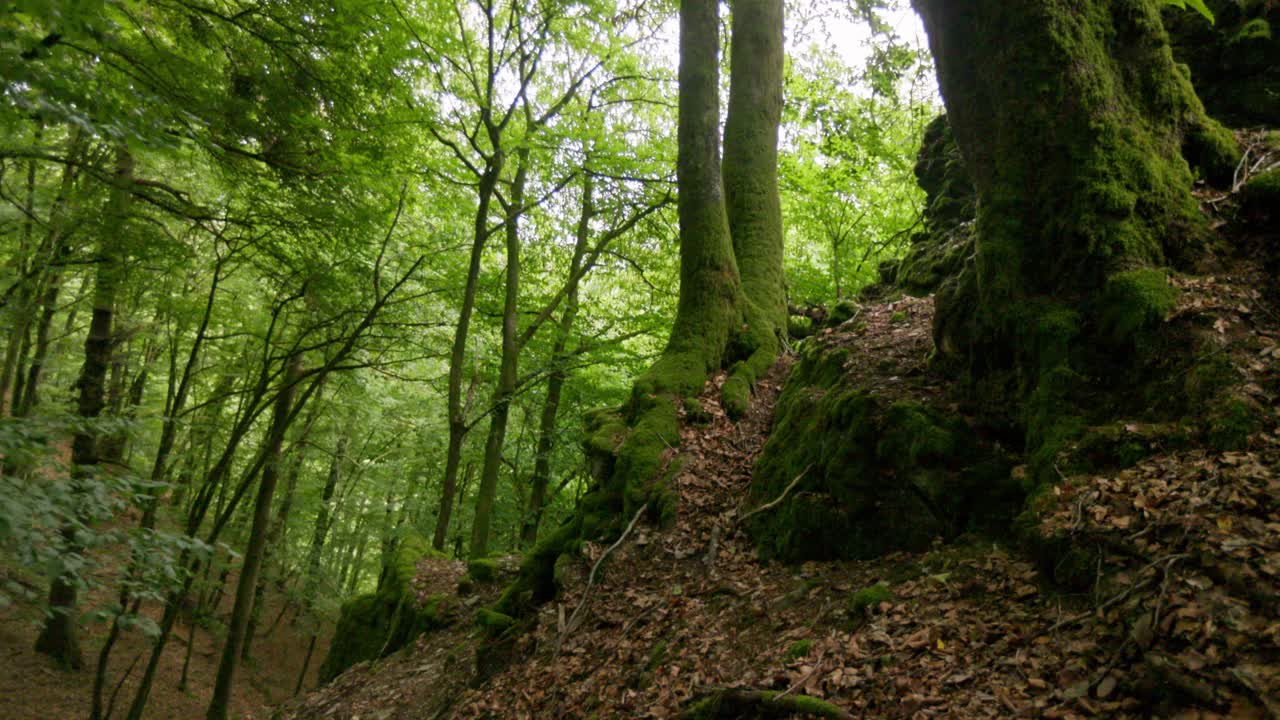 Foresta lussureggiante con alberi coperti di muschio.
