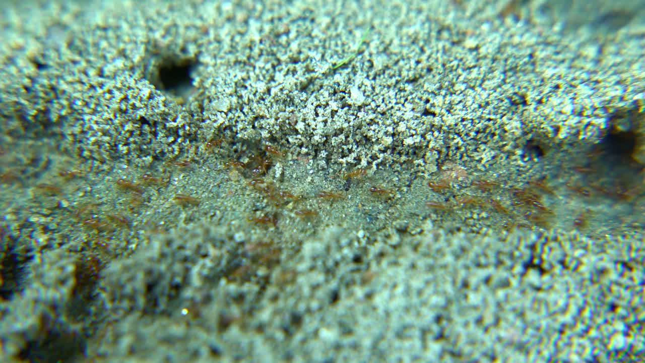 муравьи маршируют по дороге.