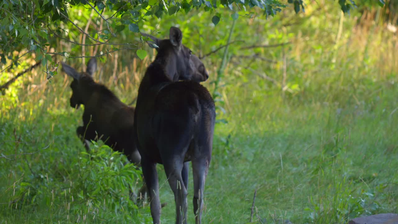 mamá y ternero alce en el lado de la carretera el coche pasa y el ternero se escapa en island park, idaho, estados unidos