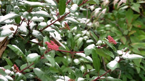 Close-detailed-shot-of-snow-on-green-leaves-and-flowers