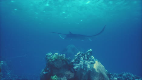 manta ray in underwater coral reef