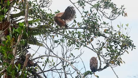 Baby-Eule,-Von-Hinten-Gesehen,-Dreht-Sich-Dann-Um,-Um-Der-Camea-Zuzusehen,-Breitet-Ihre-Flügel-Aus-Und-Flattert,-Während-Die-Mutter-Zusieht,-Buffy-Fish-Owl-Ketupa-Ketupu,-Thailand