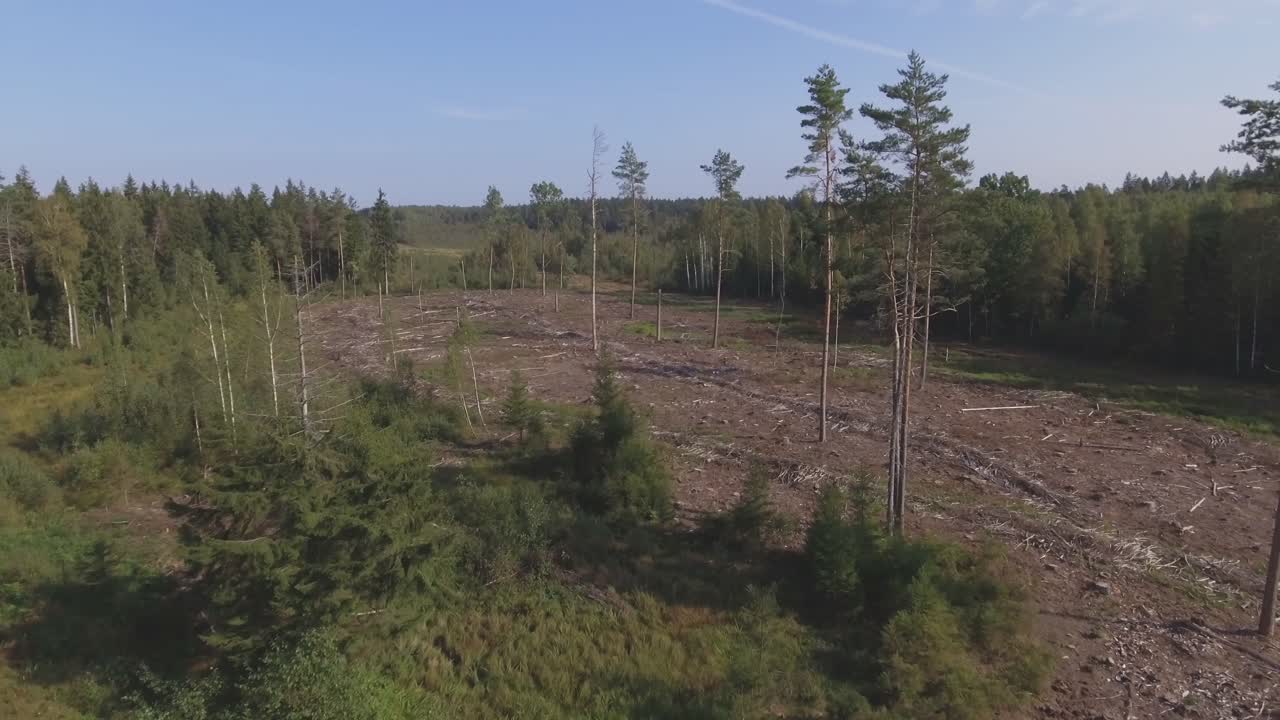 Thinned Area in the Coniferous Pine Forest on a Sunny Summer Day-1