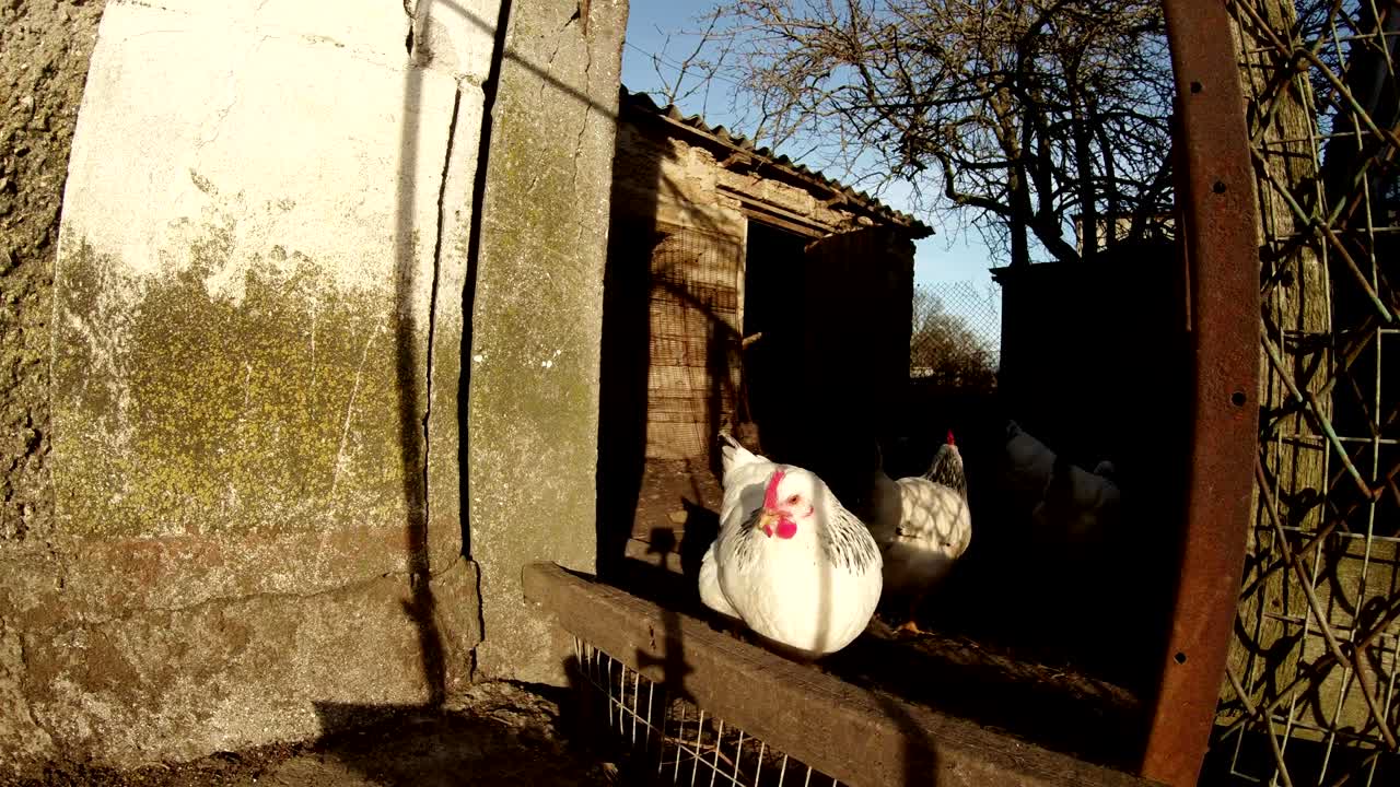 일부 이 집을 돌아다니며 정기적으로 울타리에 그들을 위해 만들어진 구을 통과합니다.