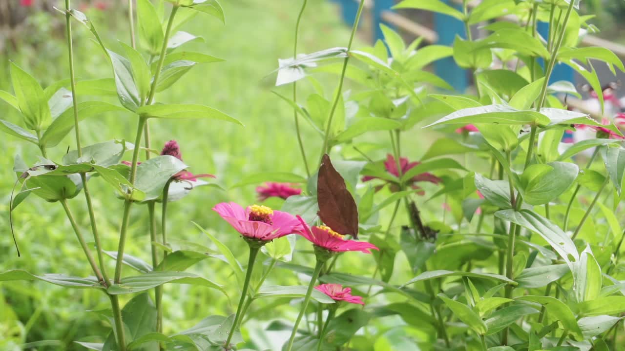 마당에 있는 분홍색 야생 꽃에 아름다운 갈색 나비를 닫습니다