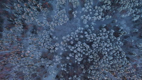 aerial: flying forward with the camera facing down on a beautiful blue snowy winter forest