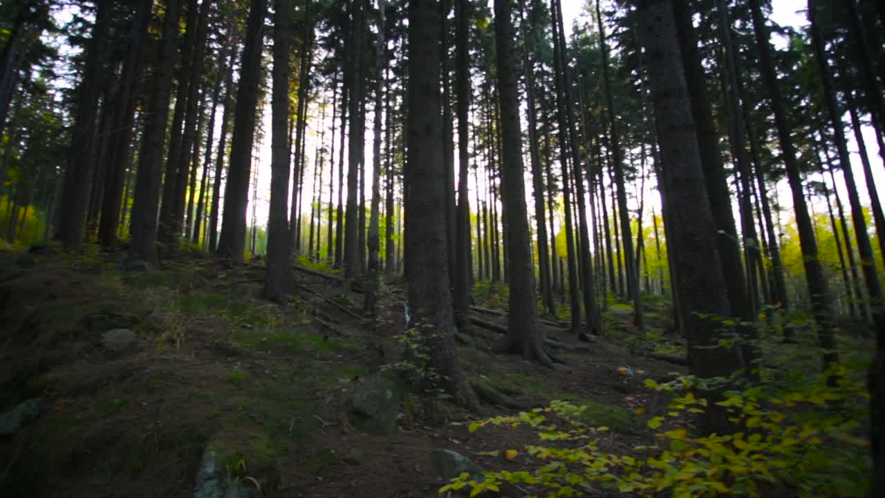 Panning shot of a pathway in the middle of a green forest