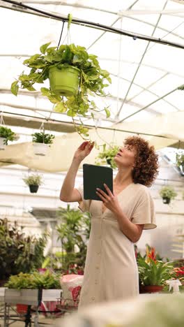 greenhouse worker inspecting hanging plants with tablet. vertical