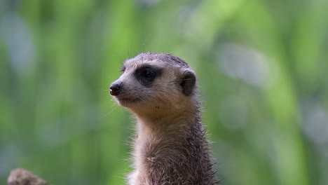 single meerkat doing sentry alone